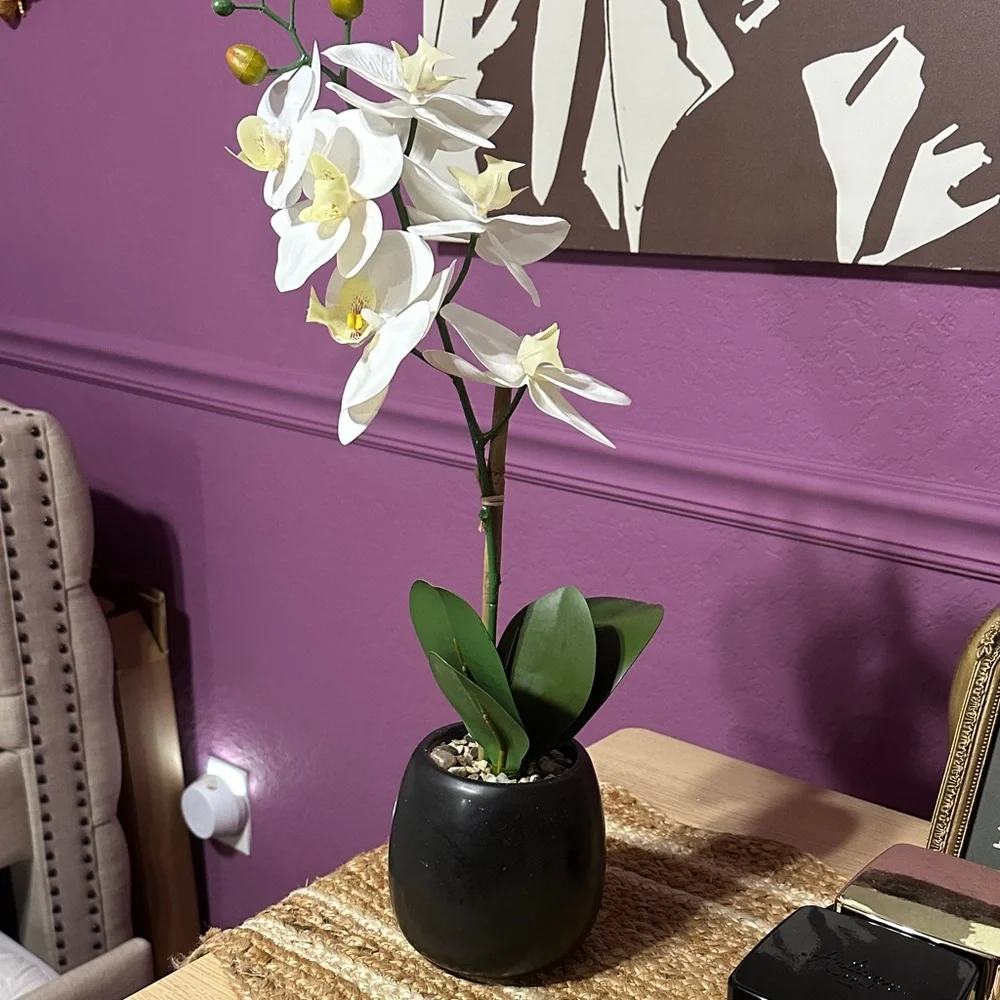 Elegant White Orchid in Black Pot